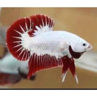 Cá betta rồng đỏ 25k/con