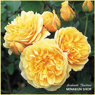 Hoa hồng ngoại Graham Thomas vàng cực đẹp - MinaKun Shop