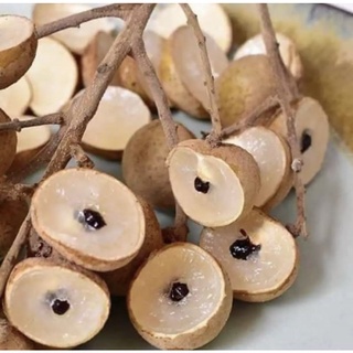 Nhãn ido thái lan f1 nhãn vườn bao ăn nhãn nhà trồng