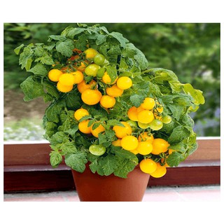 50 Hạt giống Cà chua Bon sai vàng tặng kèm kích mầm