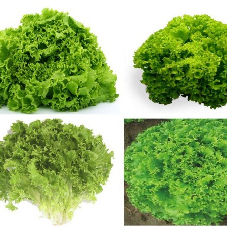 Hạt Giống Cải Xà Lách Xoăn, xuất xứ: ITALY 10gr