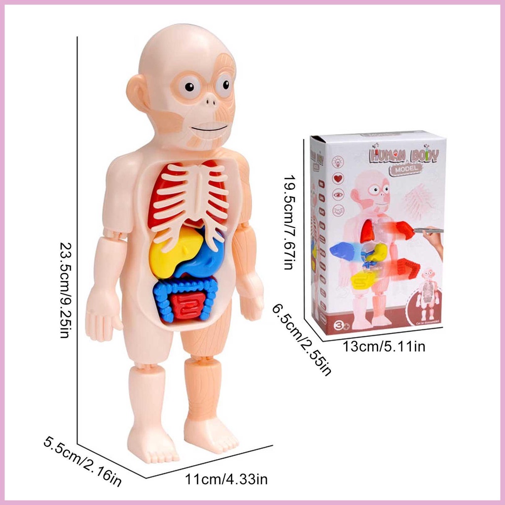 Bộ Mô Hình Cơ Thể Người Kèm Trái Tim Cho Bé Mầm Non