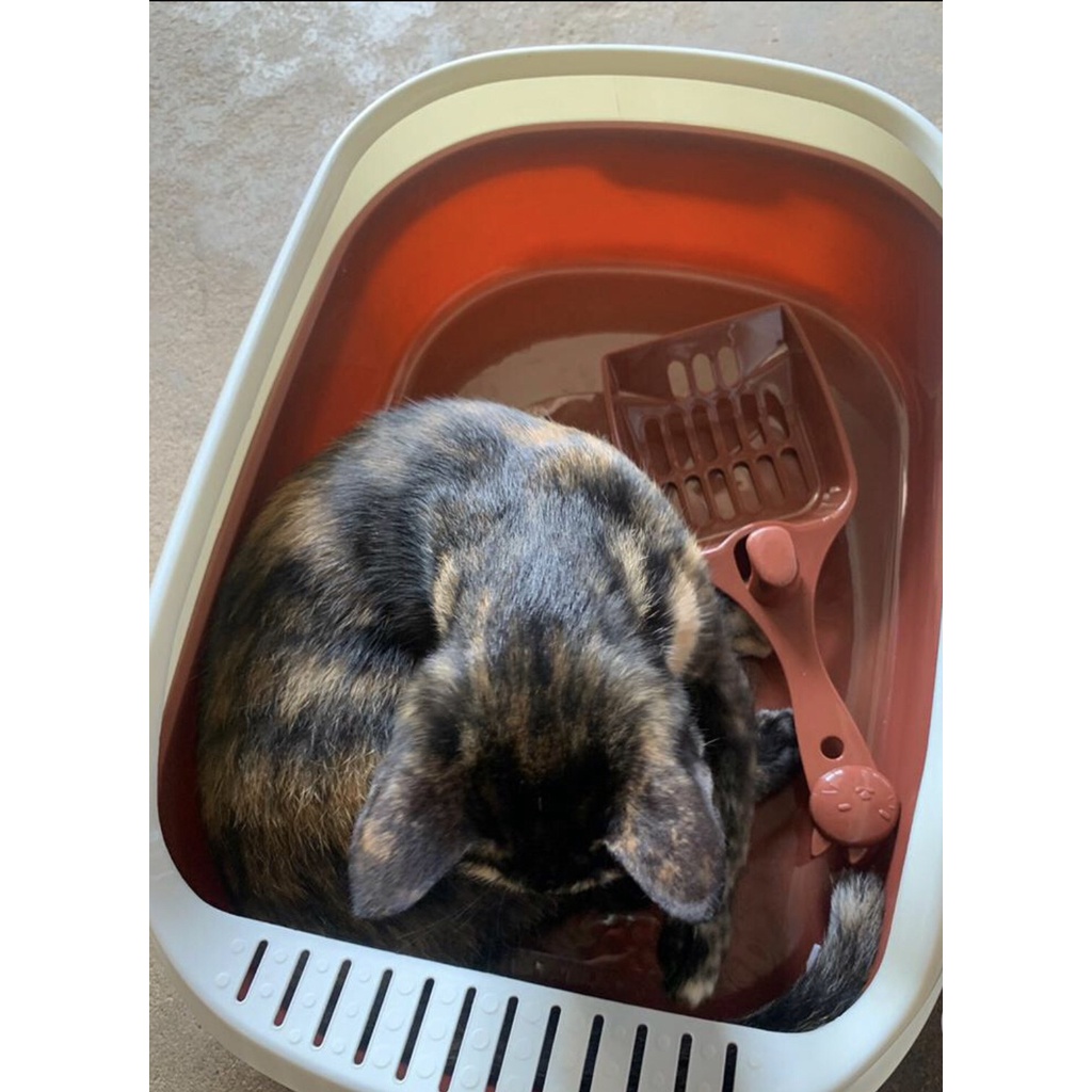Khay Vệ Sinh Mèo - Khay Cát Cho Mèo