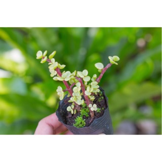Sen đá đôla 5-7cm - Vườn sen đá