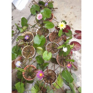 Combo 3 cây hoa súng Thái Lan to có Hoa + 6 gói phân bánh dầu