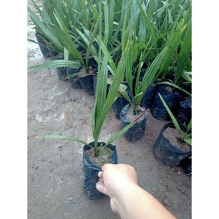 CÂY GIỐNG CHÀ LÀ THÁI (tặng kèm túi phân bón)