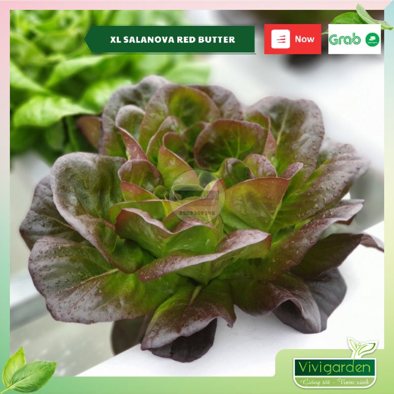 Combo 50 hạt giống xà lách bọc men cao cấp Salanova Johnny Seeds Mỹ siêu ngon giòn ngọt và đẹp