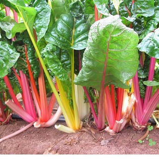 10Gr Hạt Giống Cải Cầu Vồng