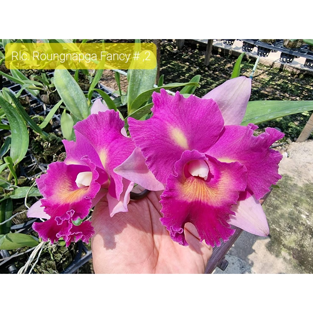 cattleya roungnapga fancy 2 hồng lợt size trung sắp ra hoa  lạ đẹp mắt