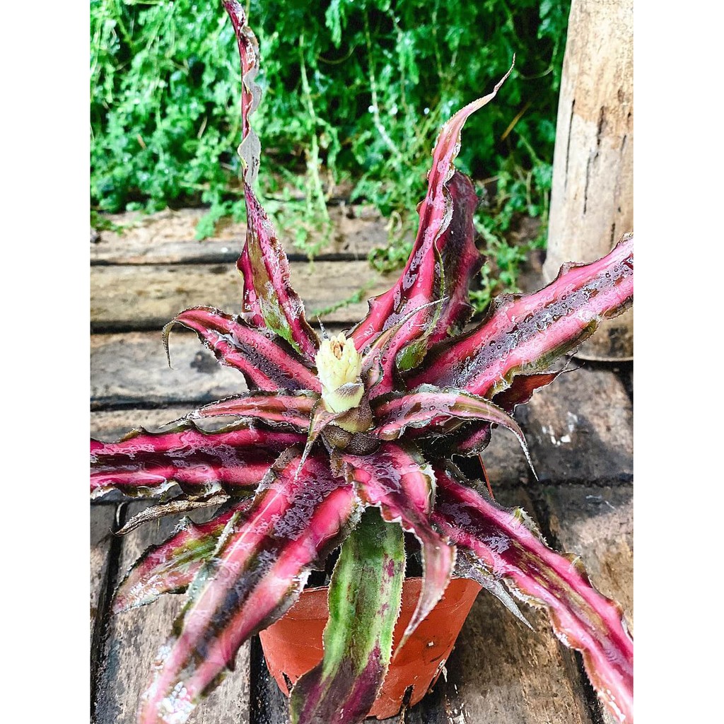 Cây Cryptanthus bivittatus Red Star (Dứa Cảnh Sao Đỏ) chậu nhựa