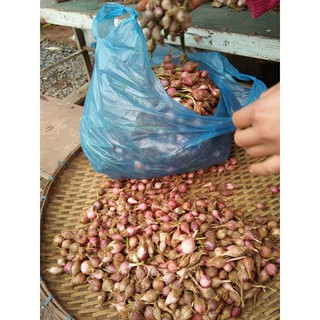 1kg TỎI 1 NHÁNH ĐIỆN BIÊN