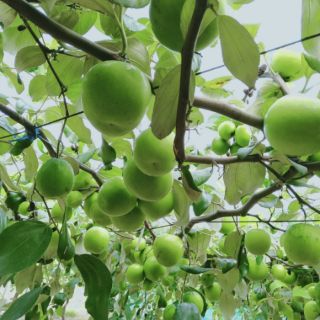 1kg Mứt táo sấy ít đường