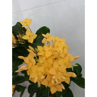 mẫu đơn pháp vàng 1 cốt
