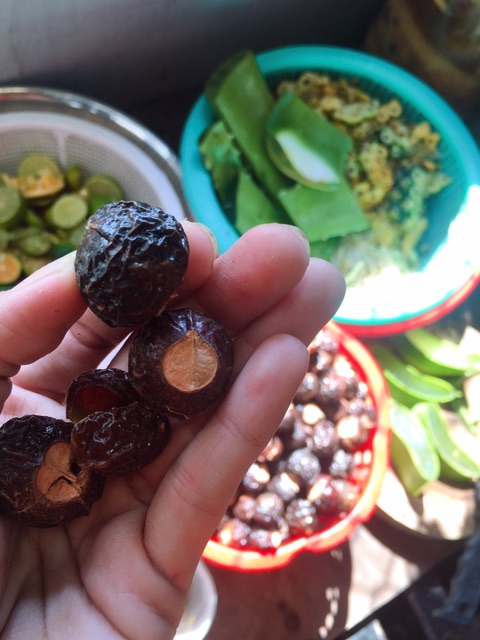 BỒ HÒN TÁCH HẠT