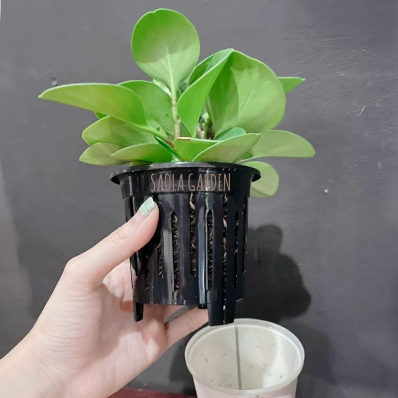 Cây Trường sinh (đất/thuỷ sinh)- Peperomia Obtusifolia  - Cây cảnh để bàn mini dễ chăm sóc sống tốt môi trường văn phòng