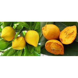 Cây Lê Ki Ma (cây trứng gà).