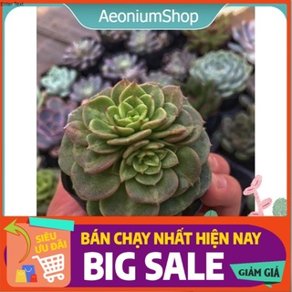 Sen Đá Nuda ( Echeveria Nuda ) Xuất Xứ Đà Lạt, Lỗi 1 Đổi 1 💪