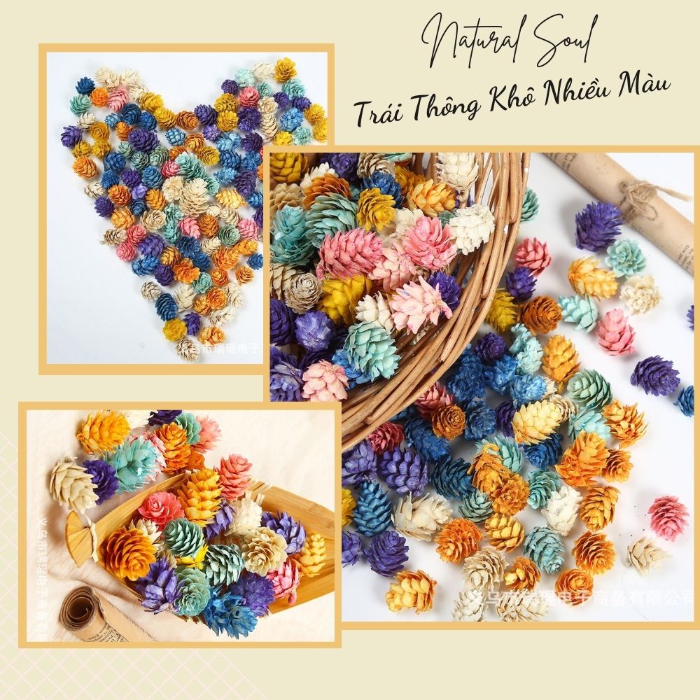 Trái Thông Khô Nhiều Màu  Shop Natural Soul