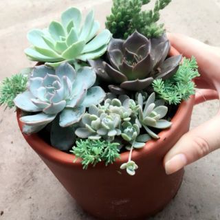 Hạt giống sen đá mix