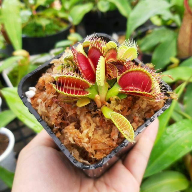 [Mã 44LIFESALE giảm 10% đơn 99K] Cây bẫy kẹp, cây bắt mồi, cây bắt ruồi venus flytrap