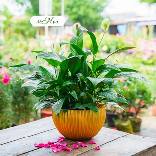 Chậu treo Gân sọc siêu xinh trồng hoa kiểng trang trí