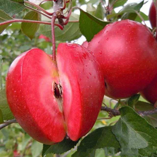 Hạt giống táo đỏ lùn gói 10 HẠT
