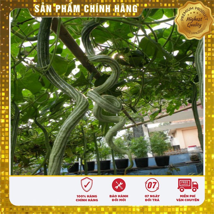 Hạt giống quả Mướp Rắn Mướp Nhật Dài ( gói 05 hạt)