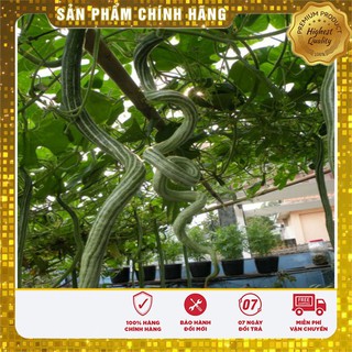 Hạt giống quả Mướp Rắn Mướp Nhật Dài ( gói 05 hạt)