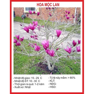 Hạt Giống Hoa Mộc Lan 5 Hạt hạt giống bốn mùa