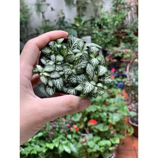 cây cẩm nhung