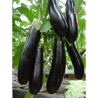 Hạt Giống Cà Tím F1
