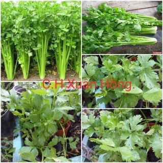 Chậu rau cần tàu