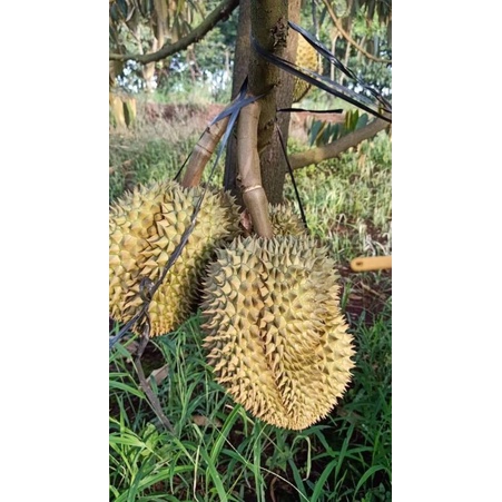 TRÁI SẦU RIÊNG THÁI MONTHONG LOẠI Nhất ( Trái Từ 2,5-4,5kg