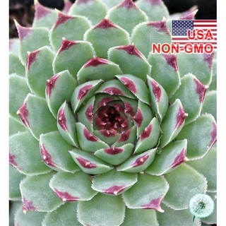Hạt giống hoa Sen đá Mỹ mini Mix - Gói 5 hạt