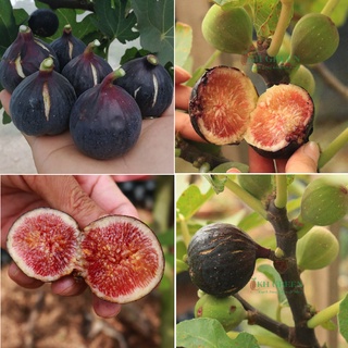 Cây giống sung mỹ Galicia Negra - cây giống chiết cành