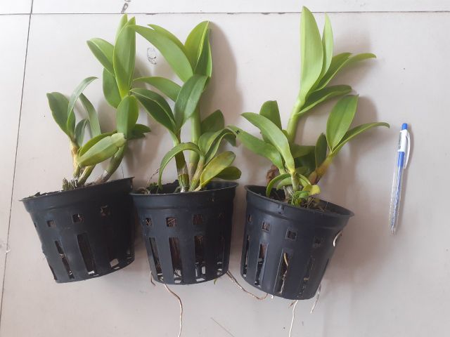 Hoa lan dendro ba đỏ ba vàng cây tơ đẹp chuẩn hoa