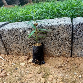 Cây giống đào phai, đào bích
