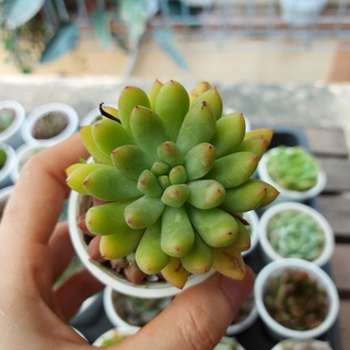 Sen đá thược dược