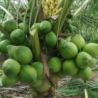 Com bo 5dừa mã lai đỏ