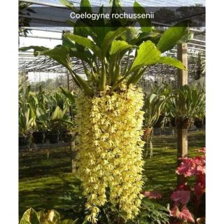 Lan Thanh đạm in đô  - Hoa thơm