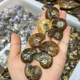 Vỏ ốc hóa thạch thật dùng cho trang trí