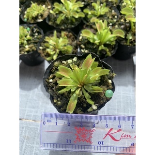 Cây bẫy kẹp bắt ruồi,cây ăn thịt size nhỏ 3-4cm kẹp gần 1cm