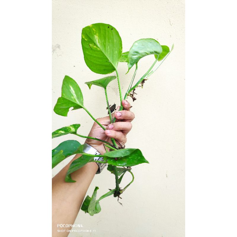 Dây trầu bà giống có rễ như hình trồng thuỷ sinh hoặc trồng đất