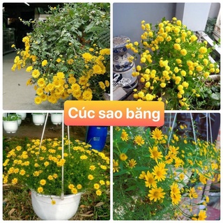 Hạt giống hoa CÚC SAO BĂNG 100 hạt