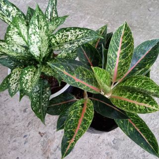 💜Combo 02 cây ngọc ngà💜