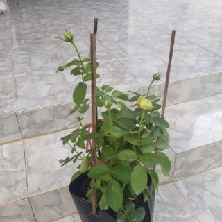 Hoa Hồng trứng Catalina(tặng kèm phân bón)