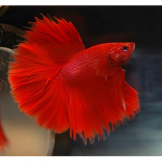 Thức ăn (cá Betta super red half moon)
