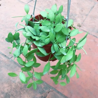 Giỏ treo lan hạt dưa 45k/giỏ