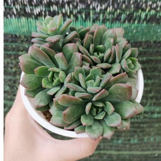 Sen đá mặt trời - size trung - vườn đà lạt