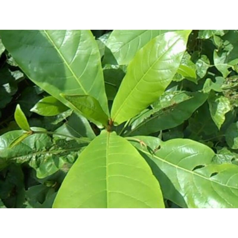 1kg lá bàng non Hà nội